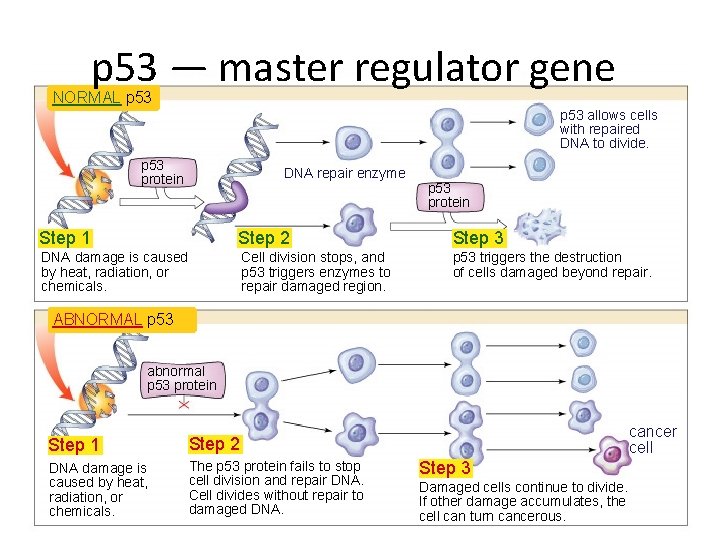 p 53 — master regulator gene NORMAL p 53 allows cells with repaired DNA