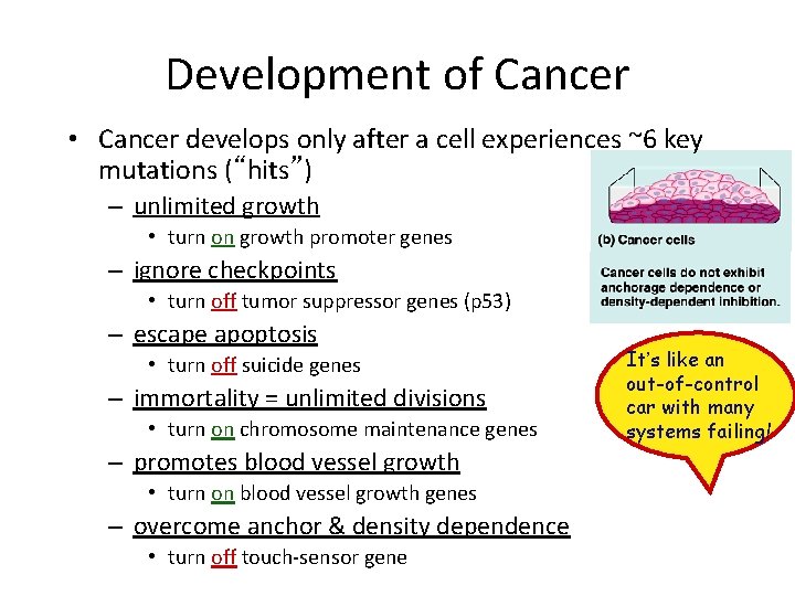 Development of Cancer • Cancer develops only after a cell experiences ~6 key mutations