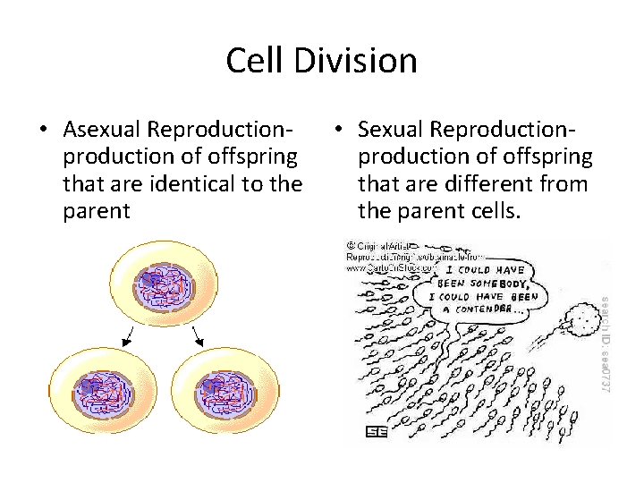 Cell Division • Asexual Reproduction of offspring that are identical to the parent •