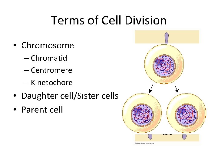 Terms of Cell Division • Chromosome – Chromatid – Centromere – Kinetochore • Daughter