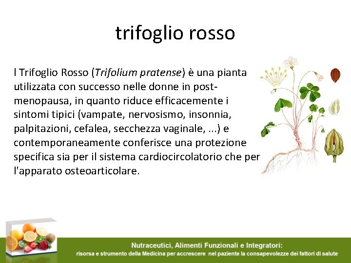 trifoglio rosso l Trifoglio Rosso (Trifolium pratense) è una pianta utilizzata con successo nelle