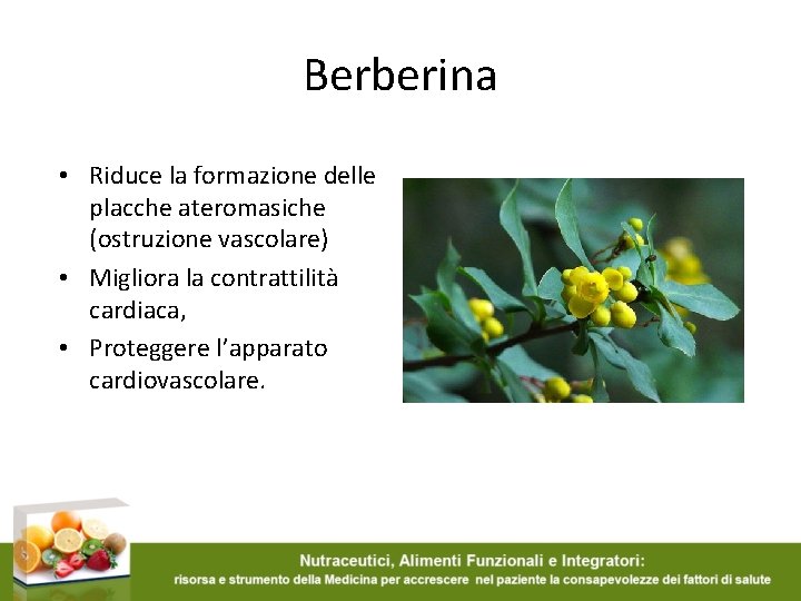 Berberina • Riduce la formazione delle placche ateromasiche (ostruzione vascolare) • Migliora la contrattilità