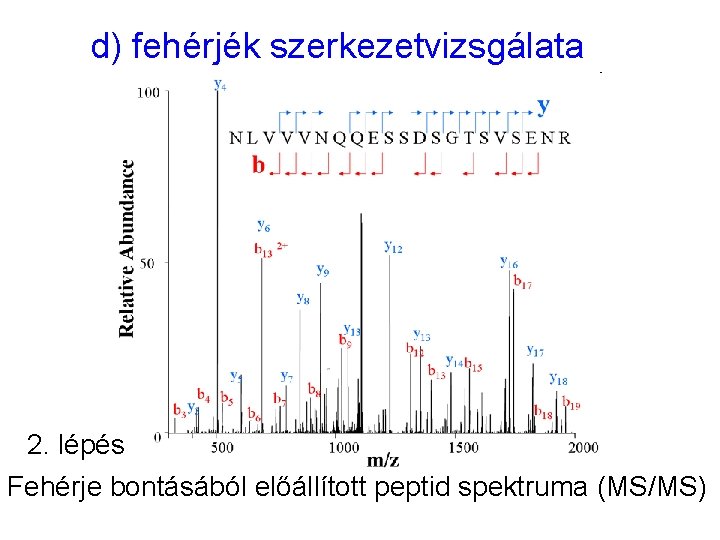 d) fehérjék szerkezetvizsgálata 2. lépés Fehérje bontásából előállított peptid spektruma (MS/MS) 