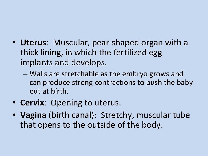  • Uterus: Muscular, pear-shaped organ with a thick lining, in which the fertilized