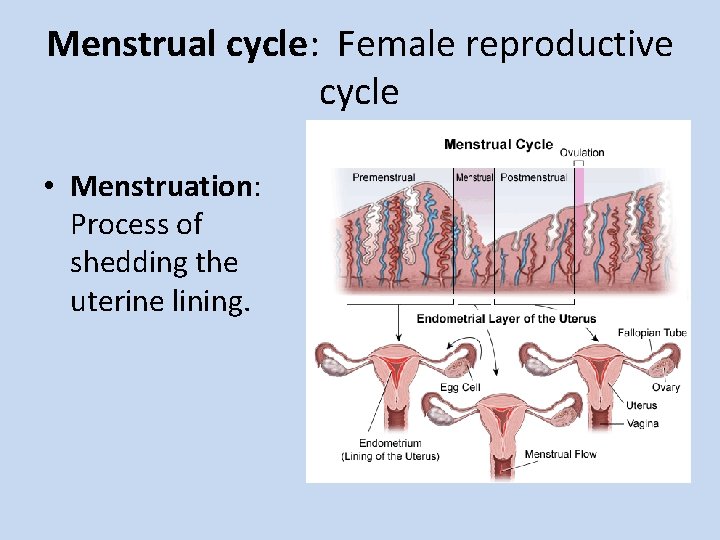 Menstrual cycle: Female reproductive cycle • Menstruation: Process of shedding the uterine lining. 