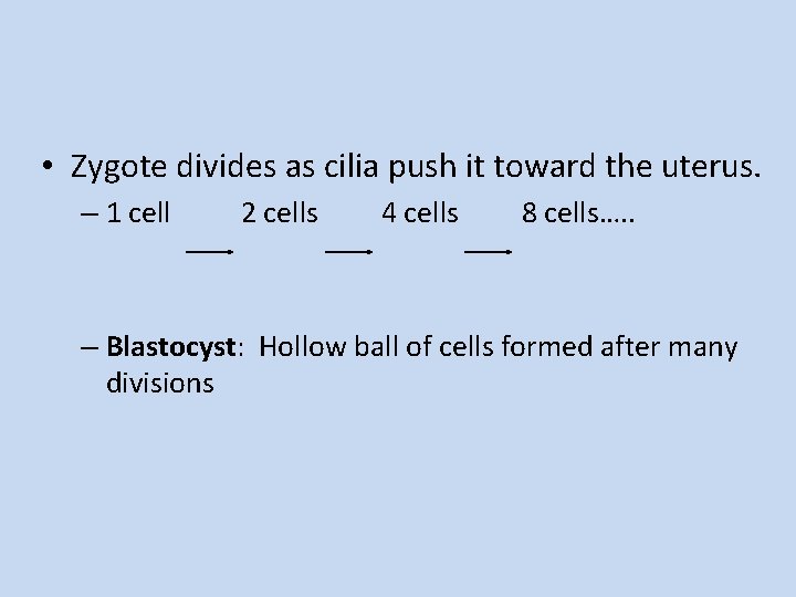  • Zygote divides as cilia push it toward the uterus. – 1 cell