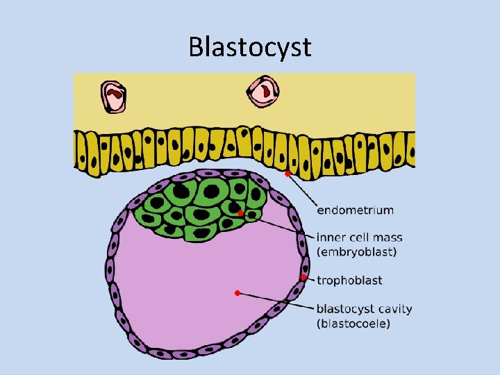 Blastocyst 