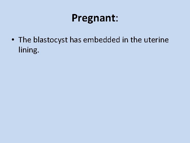 Pregnant: • The blastocyst has embedded in the uterine lining. 