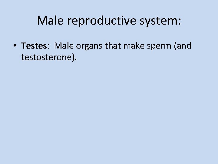 Male reproductive system: • Testes: Male organs that make sperm (and testosterone). 