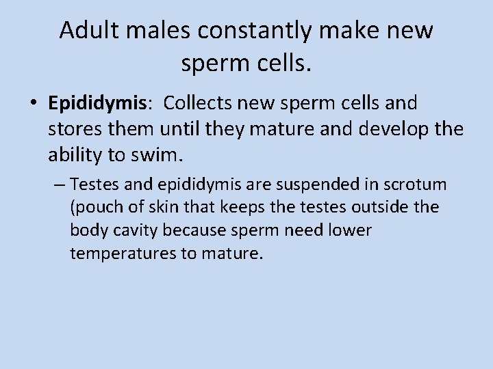 Adult males constantly make new sperm cells. • Epididymis: Collects new sperm cells and