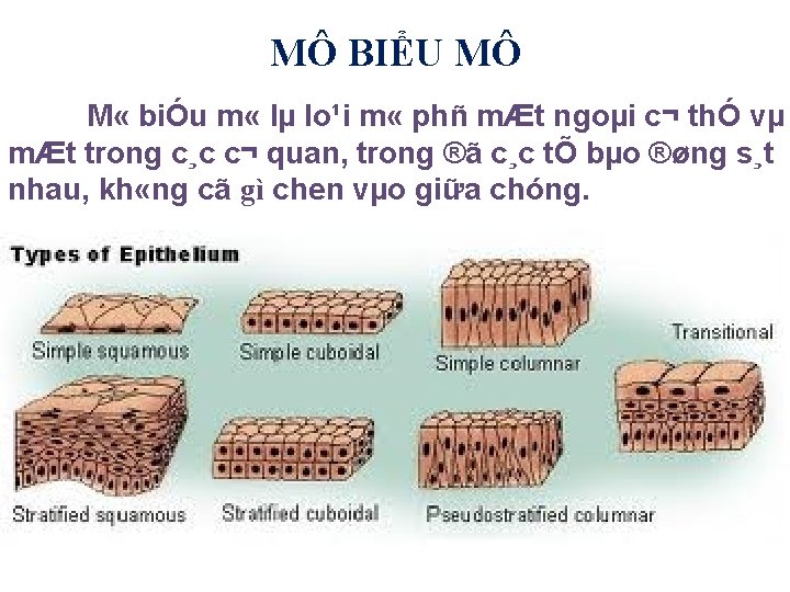 MÔ BIỂU MÔ M « biÓu m « lµ lo¹i m « phñ mÆt