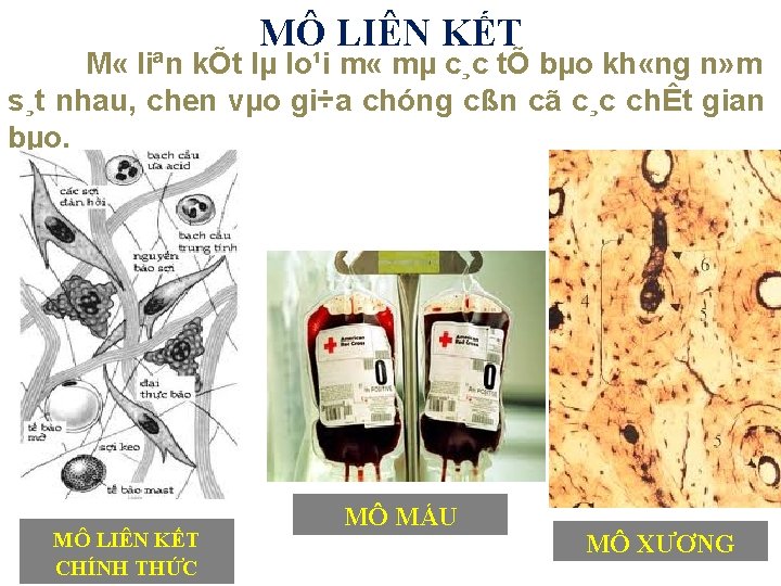 MÔ LIÊN KẾT M « liªn kÕt lµ lo¹i m « mµ c¸c tÕ