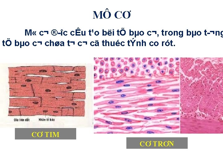 MÔ CƠ M « c¬ ® îc cÊu t¹o bëi tÕ bµo c¬, trong