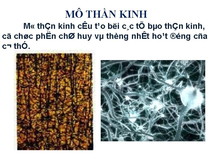 MÔ THẦN KINH M « thÇn kinh cÊu t¹o bëi c¸c tÕ bµo thÇn