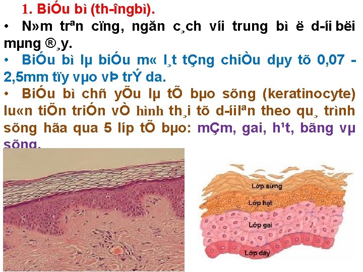 1. BiÓu bì (th îngbì). • N» m trªn cïng, ngăn c¸ch víi trung