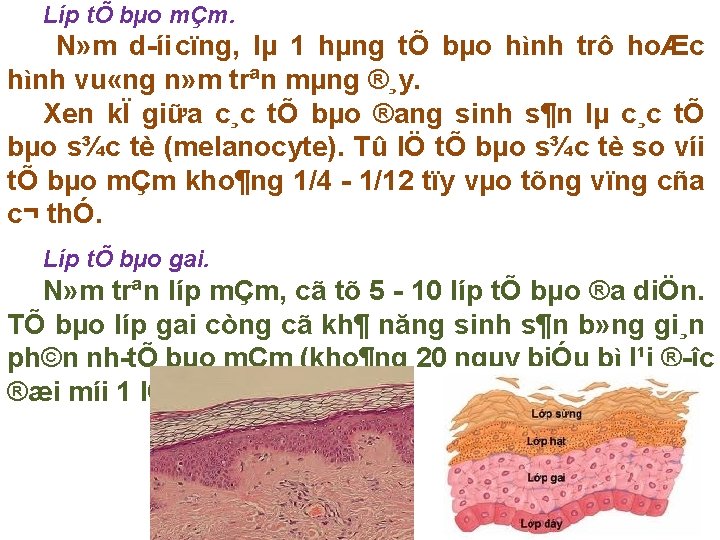 Líp tÕ bµo mÇm. N» m d íi cïng, lµ 1 hµng tÕ bµo