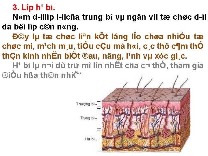 3. Líp h¹ bì. N» m d íilíp l íicña trung bì vµ ngăn