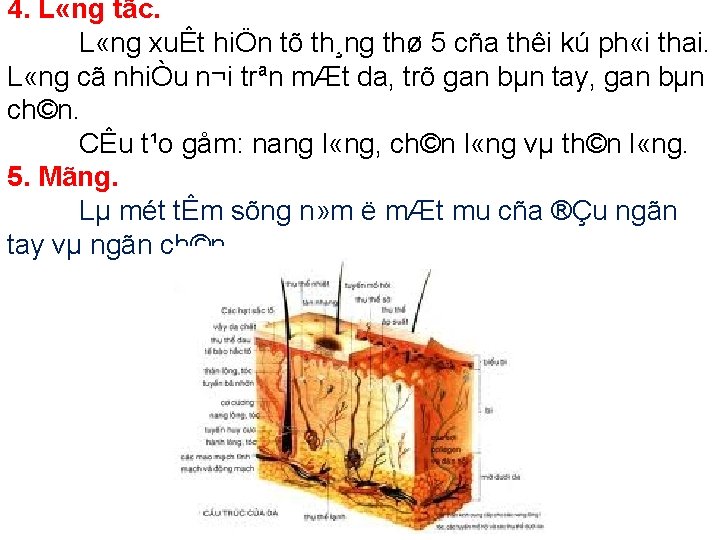 4. L «ng tãc. L «ng xuÊt hiÖn tõ th¸ng thø 5 cña thêi