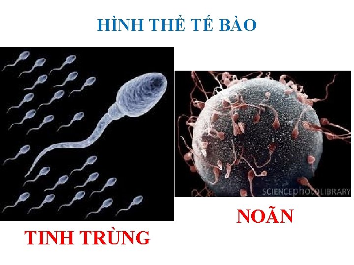 HÌNH THỂ TẾ BÀO TINH TRÙNG NOÃN 