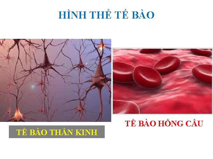 HÌNH THỂ TẾ BÀO THẦN KINH TẾ BÀO HỒNG CẦU 