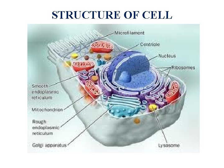 STRUCTURE OF CELL 