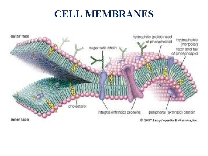 CELL MEMBRANES 