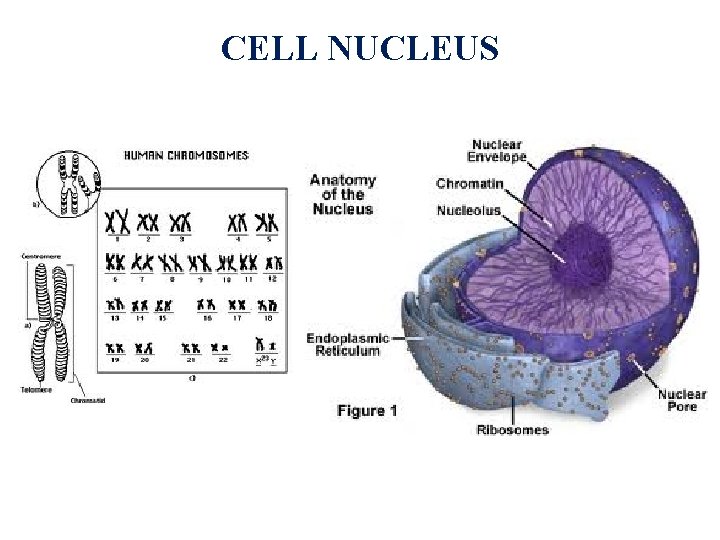 CELL NUCLEUS 