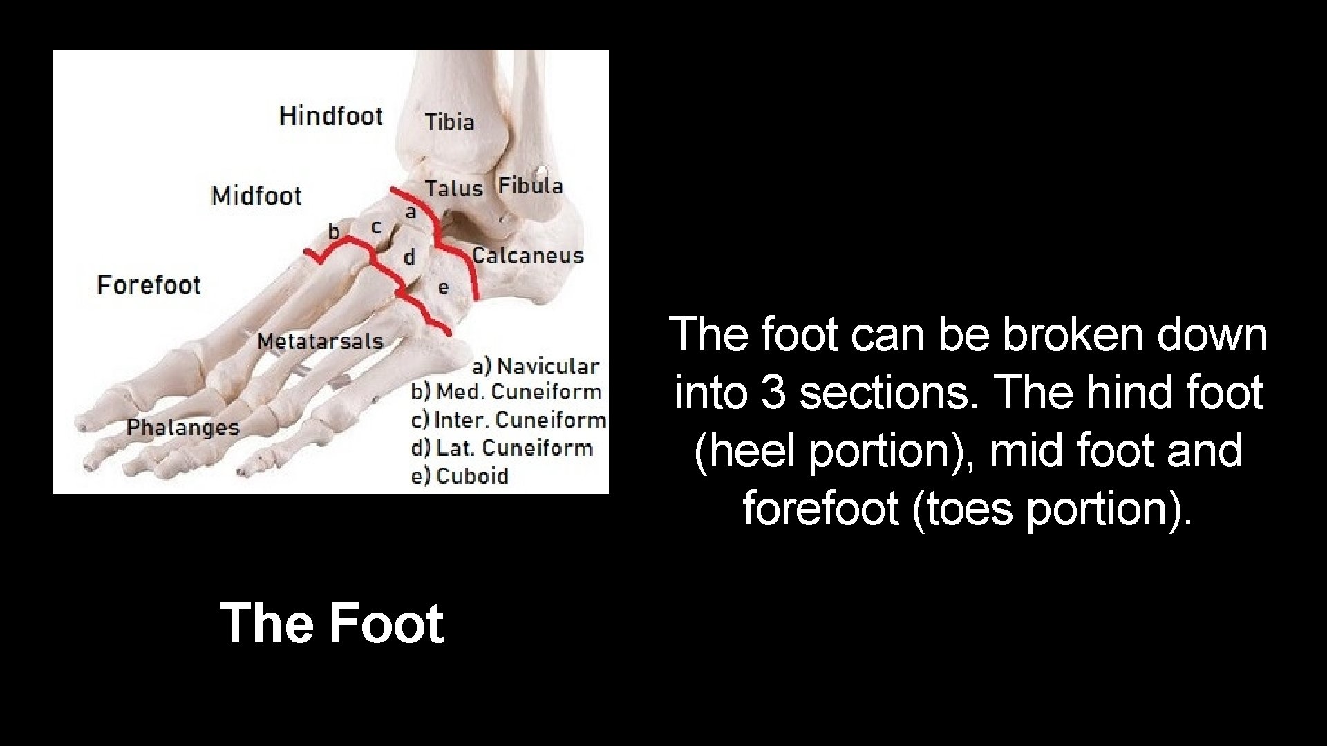 The foot can be broken down into 3 sections. The hind foot (heel portion),