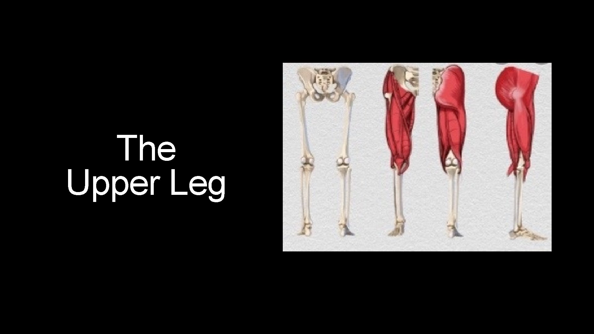 The Upper Leg 