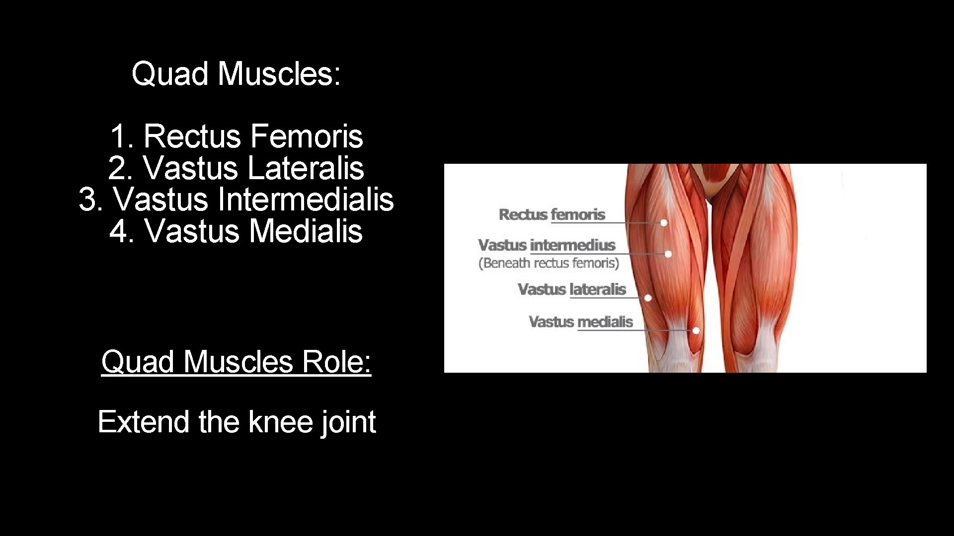 Quad Muscles: 1. Rectus Femoris 2. Vastus Lateralis 3. Vastus Intermedialis 4. Vastus Medialis