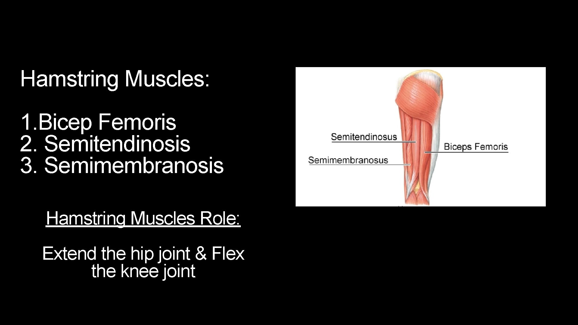 Hamstring Muscles: 1. Bicep Femoris 2. Semitendinosis 3. Semimembranosis Hamstring Muscles Role: Extend the