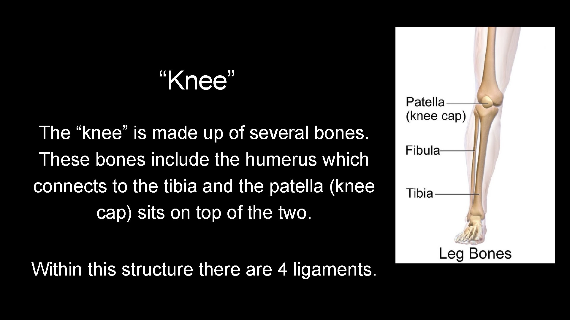 “Knee” The “knee” is made up of several bones. These bones include the humerus