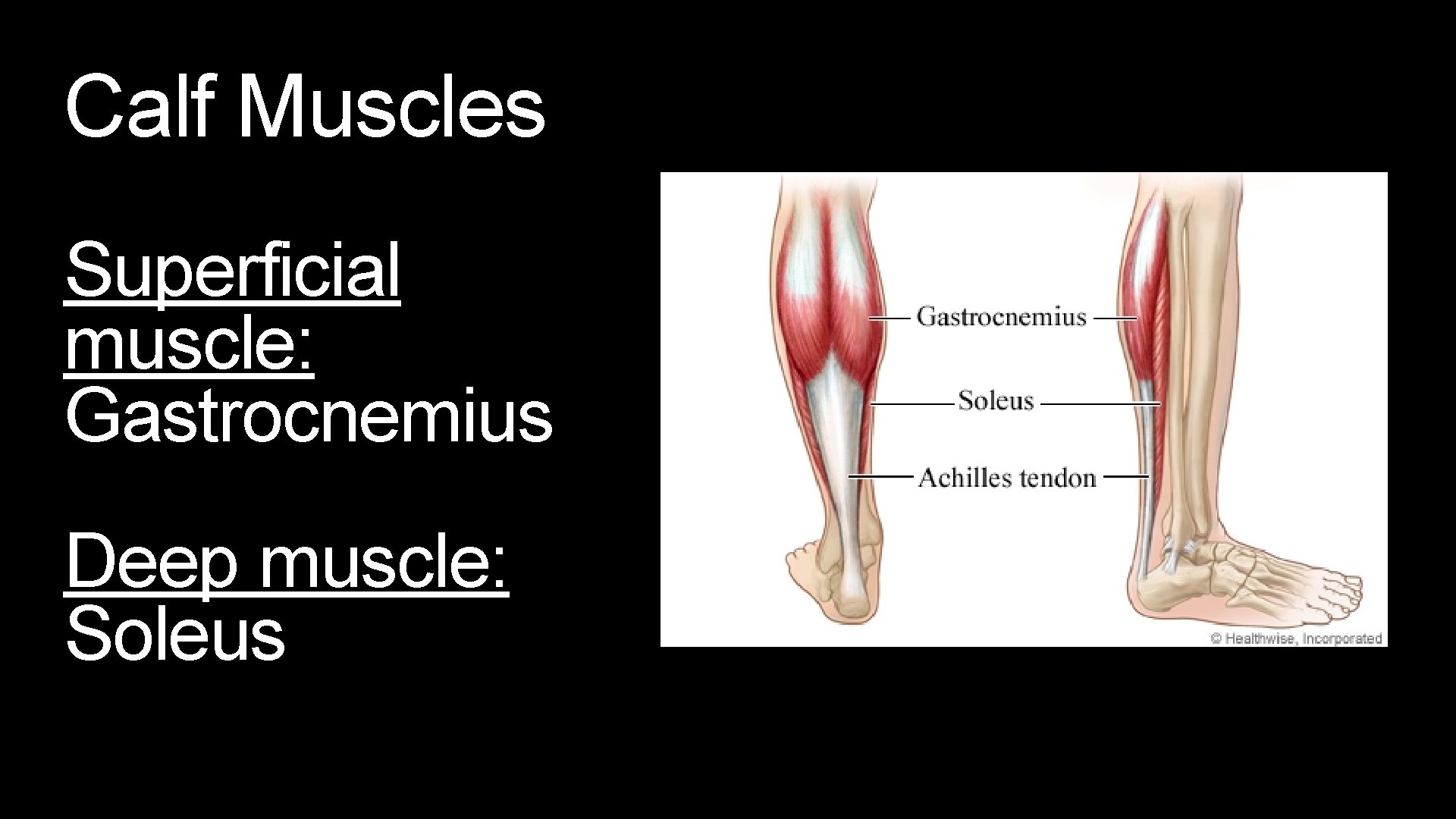 Calf Muscles Superficial muscle: Gastrocnemius Deep muscle: Soleus 