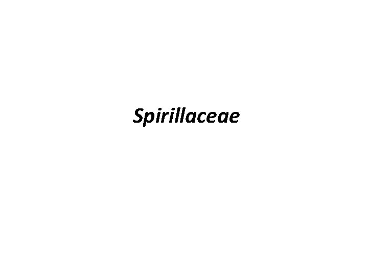 Spirillaceae 