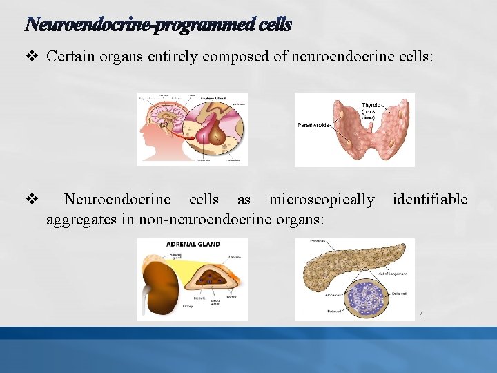 v Certain organs entirely composed of neuroendocrine cells: v Neuroendocrine cells as microscopically aggregates
