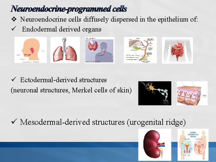 v Neuroendocrine cells diffusely dispersed in the epithelium of: ü Endodermal derived organs ü