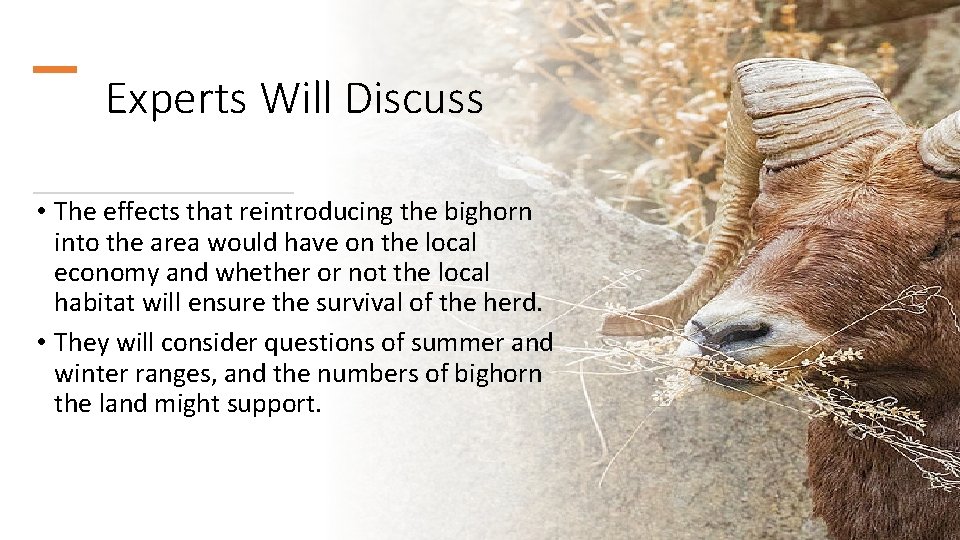 Experts Will Discuss • The effects that reintroducing the bighorn into the area would