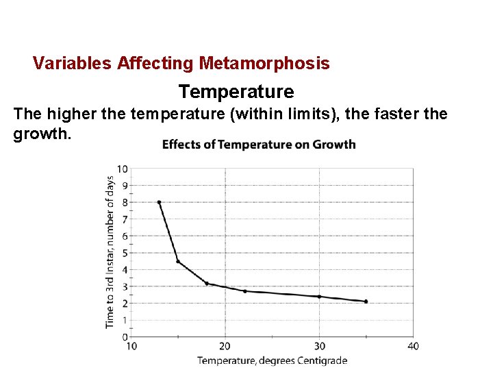 Variables Affecting Metamorphosis Temperature The higher the temperature (within limits), the faster the growth. Variables Affecting Metamorphosis Temperature The higher the temperature (within limits), the faster the growth.