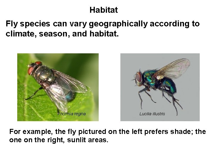 Habitat Fly species can vary geographically according to climate, season, and habitat. Phormia regina