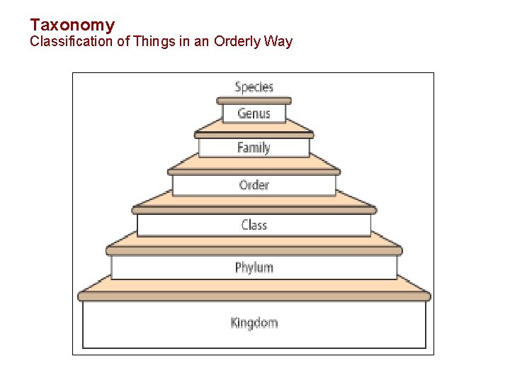 Taxonomy Classification of Things in an Orderly Way 