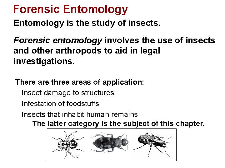 Forensic Entomology is the study of insects. Forensic entomology involves the use of insects Forensic Entomology is the study of insects. Forensic entomology involves the use of insects