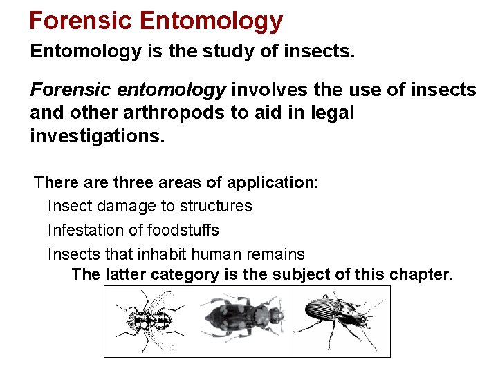 Forensic Entomology is the study of insects. Forensic entomology involves the use of insects