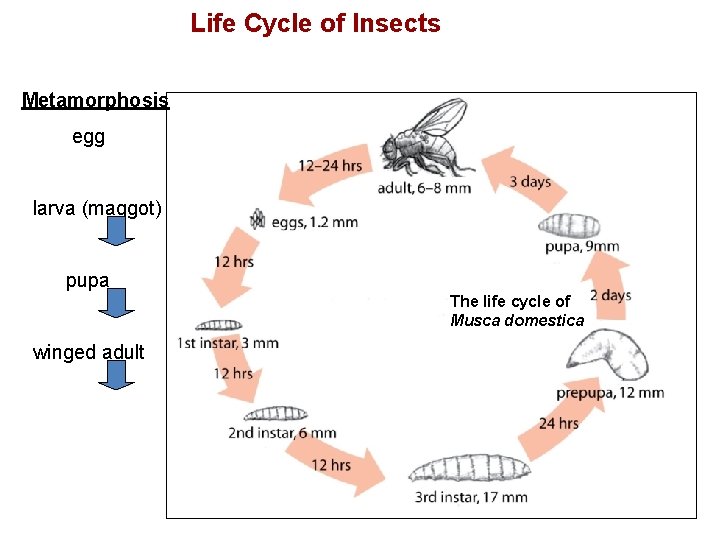 Life Cycle of Insects Metamorphosis egg larva (maggot) pupa The life cycle of Musca Life Cycle of Insects Metamorphosis egg larva (maggot) pupa The life cycle of Musca