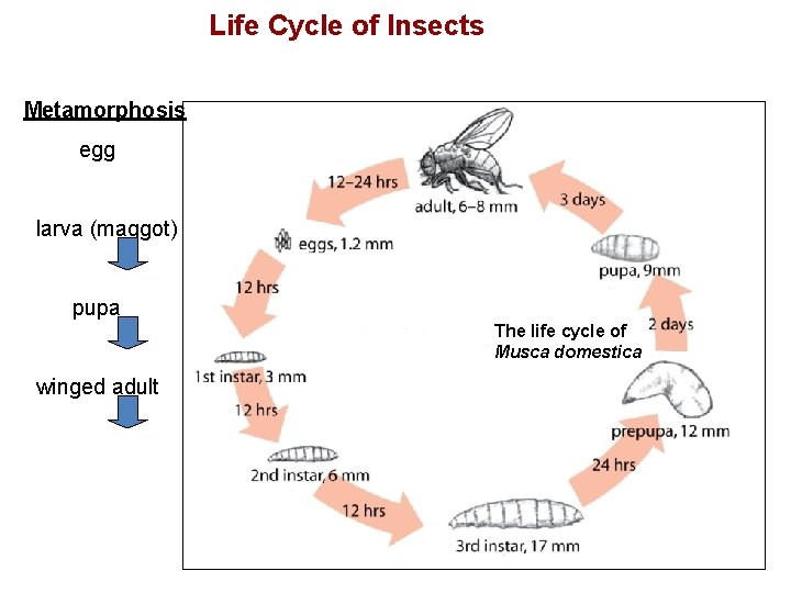 Life Cycle of Insects Metamorphosis egg larva (maggot) pupa The life cycle of Musca