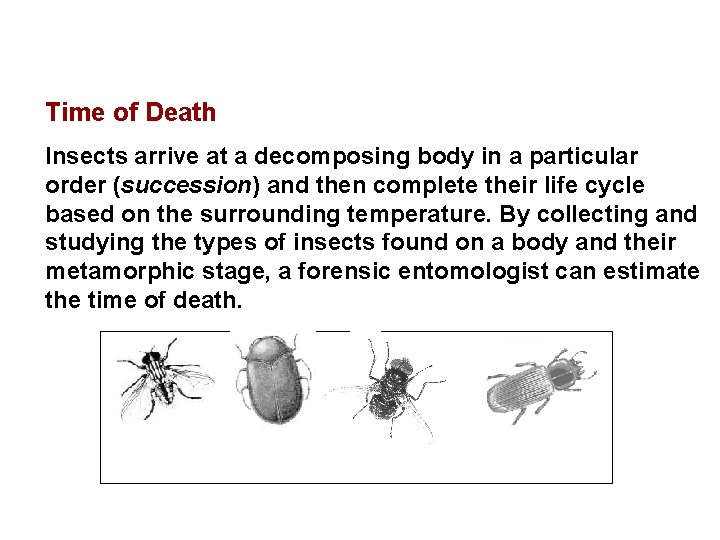 Time of Death Insects arrive at a decomposing body in a particular order (succession) Time of Death Insects arrive at a decomposing body in a particular order (succession)
