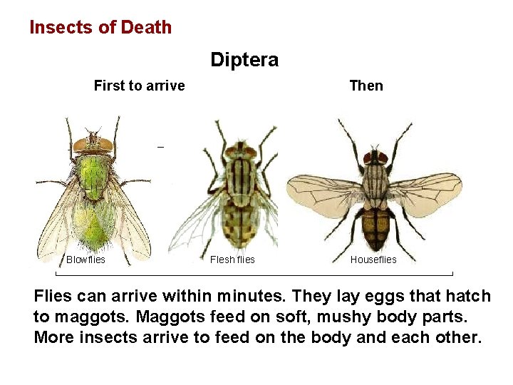 Insects of Death Diptera First to arrive Blowflies Then Flesh flies Houseflies Flies can