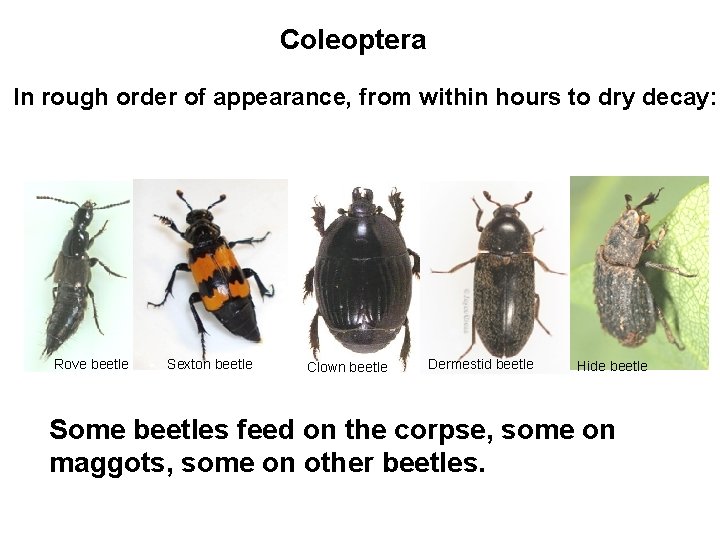 Coleoptera In rough order of appearance, from within hours to dry decay: Rove beetle Coleoptera In rough order of appearance, from within hours to dry decay: Rove beetle