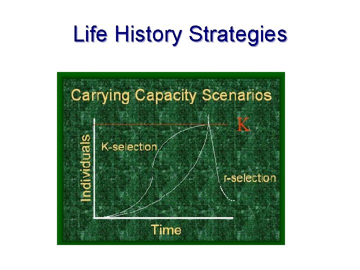 Life History Strategies 