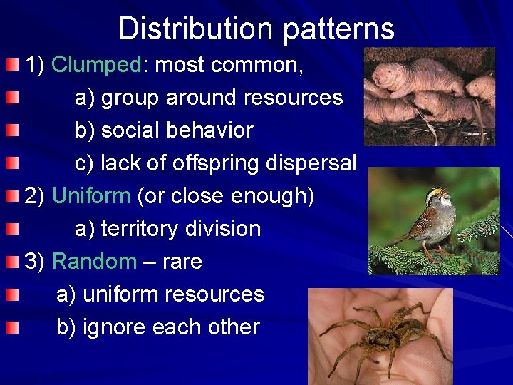 Distribution patterns 1) Clumped: most common, a) group around resources b) social behavior c)