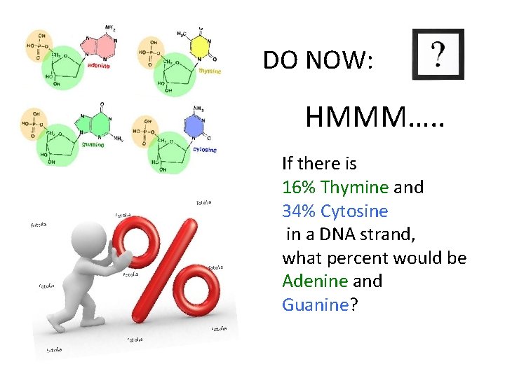 DO NOW: HMMM…. . If there is 16% Thymine and 34% Cytosine in a